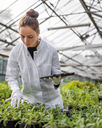 Eine Frau im weißen Laborkittel und Handschuhen steht in einem Gewächshaus und untersucht grüne Pflanzen in schwarzen Töpfen.
